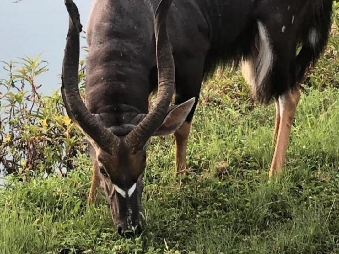 Panache Wildlife Cottage-Self Catering Hoedspruit Eksteriør billede